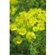 EUPHORBIA cyparissias – Farkas kutyatej