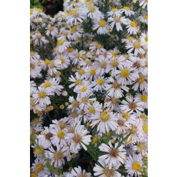   SYMPHYOTRICHUM (syn. Aster) dumosum 'Apollo' - Törpe őszirózsa