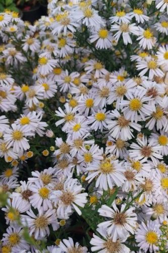 SYMPHYOTRICHUM (syn. Aster) dumosum 'Apollo' - Törpe őszirózsa