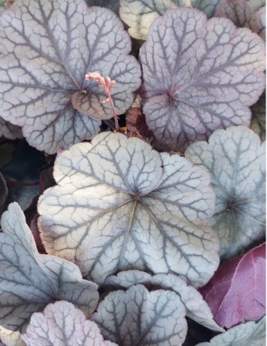 HEUCHERA Northern Exposure™ Silver® - Tűzeső