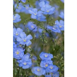 LINUM perenne - Évelő len