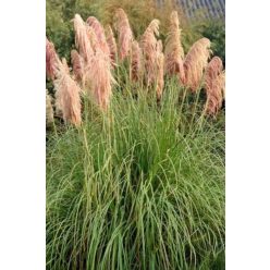   CORTADERIA selloana 'Pink Feather' - Ezüstös pampafű