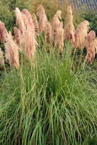 CORTADERIA selloana 'Pink Feather' - Ezüstös pampafű