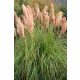 CORTADERIA selloana 'Pink Feather' - Ezüstös pampafű