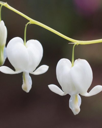 LAMPROCAPNOS (syn. Dicentra) spectabilis 'Alba' - Nagy szívvirág