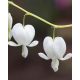 LAMPROCAPNOS (syn. Dicentra) spectabilis 'Alba' - Nagy szívvirág