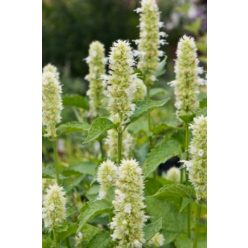 AGASTACHE rugosa f. albiflora - Izsópfű