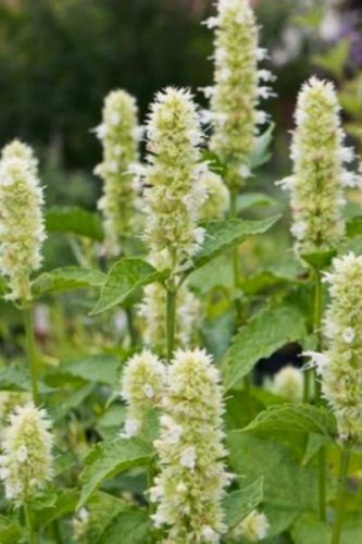 AGASTACHE rugosa f. albiflora - Izsópfű