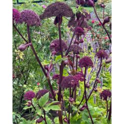 ANGELICA gigas - Koreai angyalgyökér