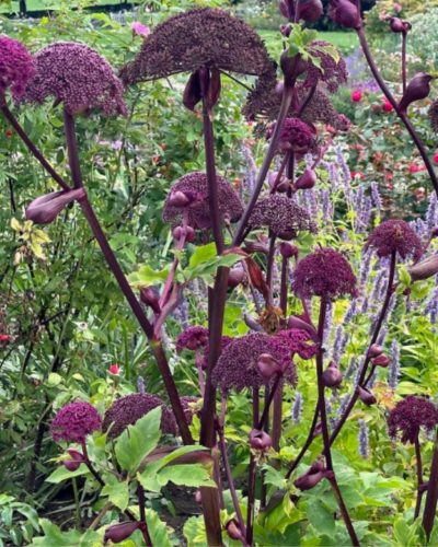ANGELICA gigas - Koreai angyalgyökér