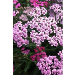 ACHILLEA millefolium 'Cerise Queen' - cickafark