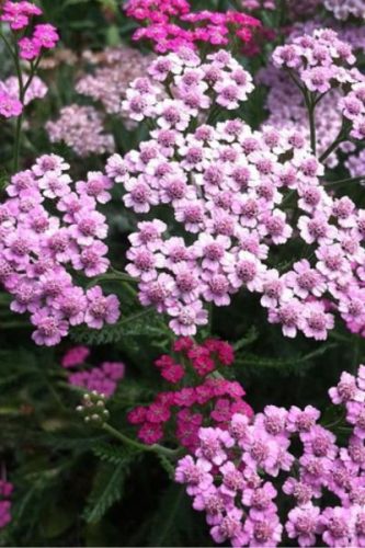 ACHILLEA millefolium 'Cerise Queen' - cickafark