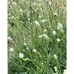 SANGUISORBA 'Burr Blanc' - Vérfű