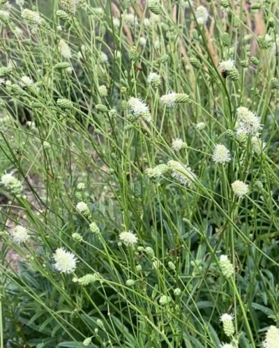 SANGUISORBA 'Burr Blanc' - Vérfű