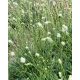 SANGUISORBA 'Burr Blanc' - Vérfű