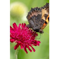 KNAUTIA macedonica 'Mars Midget' - Macedón varfű