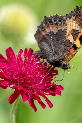 KNAUTIA macedonica 'Mars Midget' - Macedón varfű