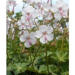GERANIUM x cantabrigiense Biokovo - angol gólyaorr