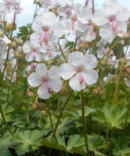 GERANIUM x cantabrigiense Biokovo - angol gólyaorr