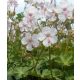 GERANIUM x cantabrigiense Biokovo - angol gólyaorr