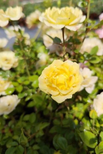 ROSA 'Fairy Gold' - Talajtakaró rózsa, sárga
