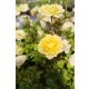 ROSA 'Fairy Gold' - Talajtakaró rózsa, sárga