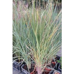 PANICUM virgatum 'Blue Fountain' - Vesszős köles