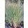 PANICUM virgatum 'Blue Fountain' - Vesszős köles