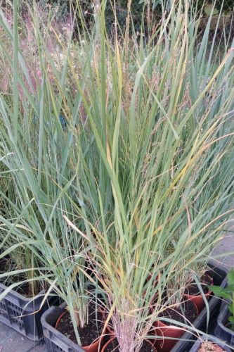 PANICUM virgatum 'Blue Fountain' - Vesszős köles