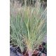 PANICUM virgatum 'Blue Fountain' - Vesszős köles