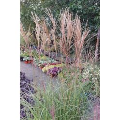   MISCANTHUS sinensis 'Yakushima Dwarf' - Molnárpántlika