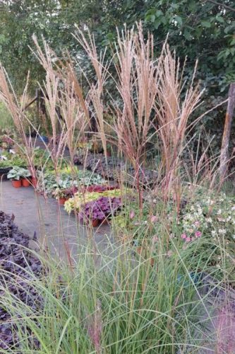 MISCANTHUS sinensis 'Yakushima Dwarf' - Molnárpántlika