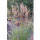 MISCANTHUS sinensis 'Yakushima Dwarf' - Molnárpántlika