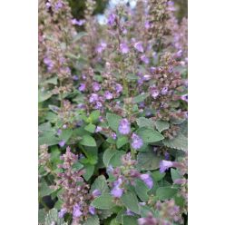   NEPETA x faassenii 'Whispurr Blue' - Kerti macskamenta