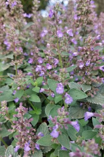 NEPETA x faassenii 'Whispurr Blue' - Kerti macskamenta