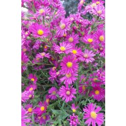   SYMPHYOTRICHUM (syn. Aster) novae-belgii 'Island™ 'Tonga' - Kopasz őszirózsa
