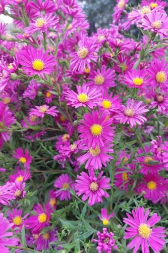 SYMPHYOTRICHUM (syn. Aster) novae-belgii 'Island™ 'Tonga' - Kopasz őszirózsa