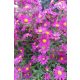 SYMPHYOTRICHUM (syn. Aster) novae-belgii 'Island™ 'Tonga' - Kopasz őszirózsa