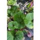 LIGULARIA dentata 'Othello' - Kínai hamuvirág