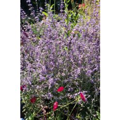   SALVIA yangii (syn. Perovskia atripicifolia) 'Jelena' - Sudárzsálya