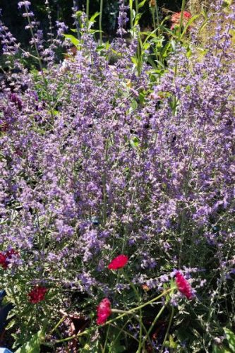 SALVIA yangii (syn. Perovskia atripicifolia) 'Jelena' - Sudárzsálya