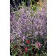 SALVIA yangii (syn. Perovskia atripicifolia) 'Jelena' - Sudárzsálya
