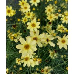   COREOPSIS verticillata 'Moonbeam' - Keskenylevelű menyecskeszem