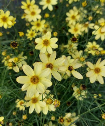 COREOPSIS verticillata 'Moonbeam' - Keskenylevelű menyecskeszem