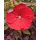 HIBISCUS moscheutos Summerific® 'Cranberry Crush' – Mocsári hibiszkusz