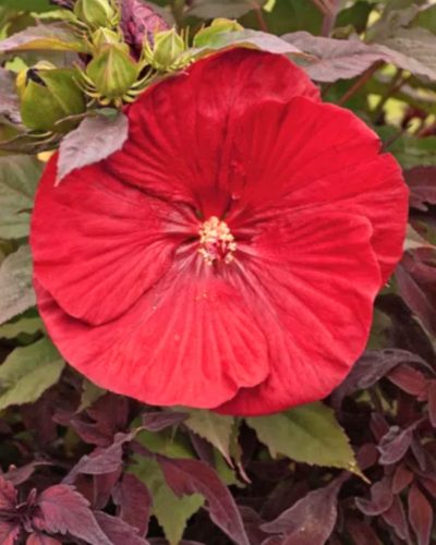 HIBISCUS moscheutos Summerific® 'Cranberry Crush' – Mocsári hibiszkusz