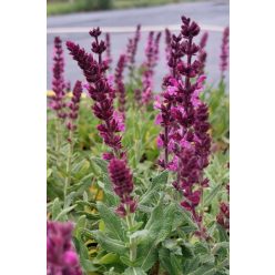   Salvia x superba 'Merleau Rose Compact' – Rózsaszín zsálya 