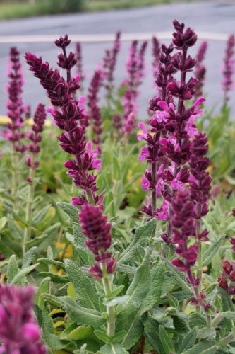 Salvia x superba 'Merleau Rose Compact' – Rózsaszín zsálya 
