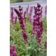 SALVIA x superba 'Merleau Rose Compact' – Rózsaszín zsálya 