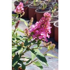   BUDDLEJA davidii 'Butterfly Candy™ Little Pink' - Nyári orgona
